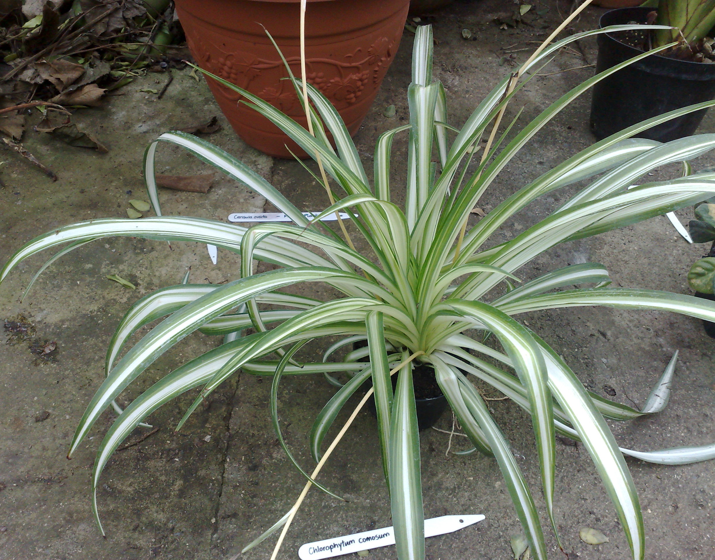 Spider Plant